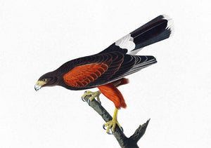 Djeddah