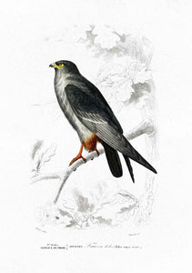 Djeddah