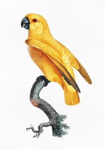 Djeddah
