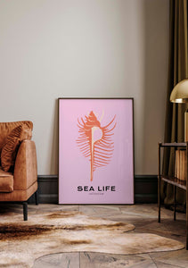 Sea Life: Venus Comb