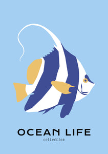 Ocean Life: Angel Fish