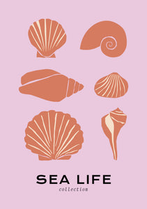 Sea Life: Shells