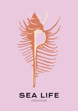 Charger l&#39;image dans la visionneuse de la galerie, Sea Life: Venus Comb
