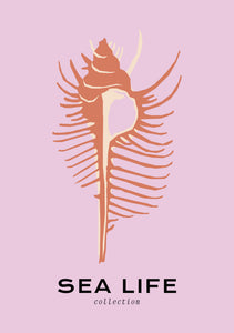 Sea Life: Venus Comb
