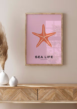 Charger l&#39;image dans la visionneuse de la galerie, Sea Life: Starfish
