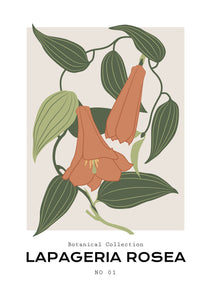 Lapageria Rosea